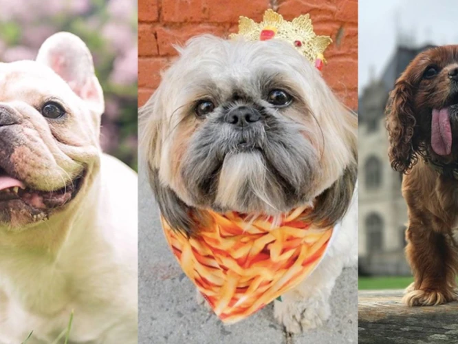 Impact Of Social Media Fame On Lhasa Apso Influencers