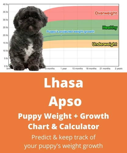 Lhasa Apso Puppy (Birth To 6 Months)