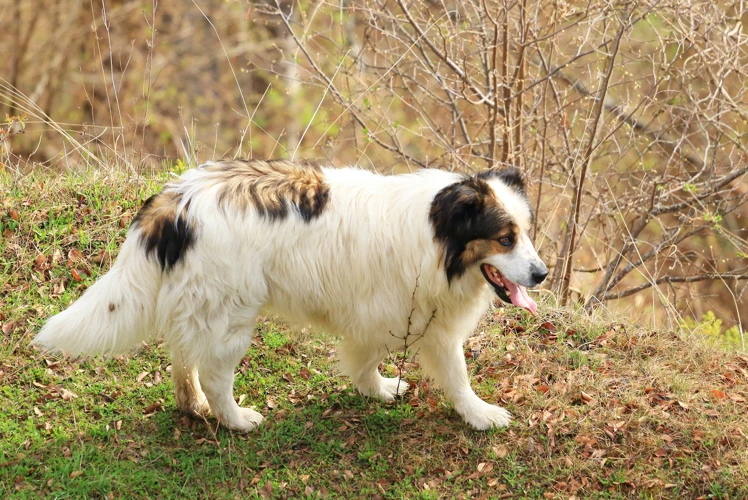 Managing Arthritis In Tornjak Dogs