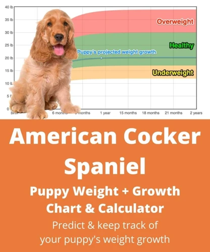 Measuring Your American Cocker Spaniel