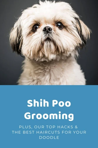 Common Grooming Mistakes Shih Tzu Owners Make: Tips for Healthy and ...