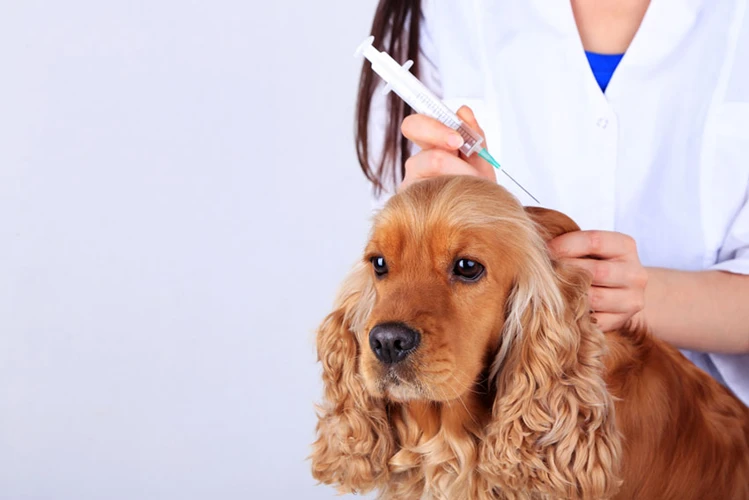 Mistake #3: Vaccinating Sick Dogs