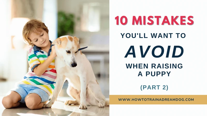 Mistake #6: Not Using Treats Or Positive Reinforcement