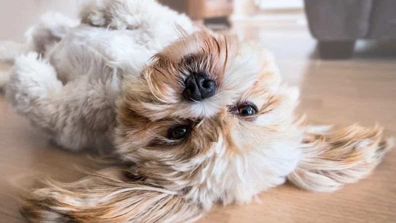 Mistakes To Avoid When Exercising Your Lhasa Apso Puppy