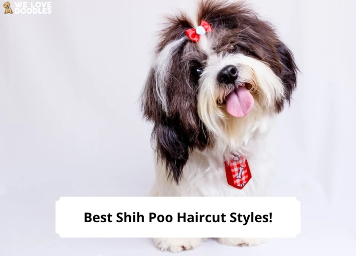 Modern Shih Poo Haircuts