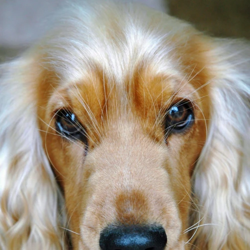 Most Common Eye Problems In American Cocker Spaniels