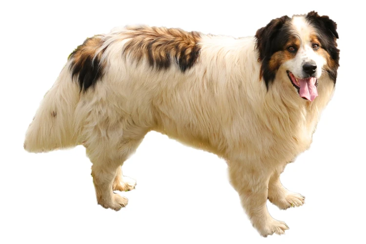 Nutritional Needs Of Tornjak Dogs