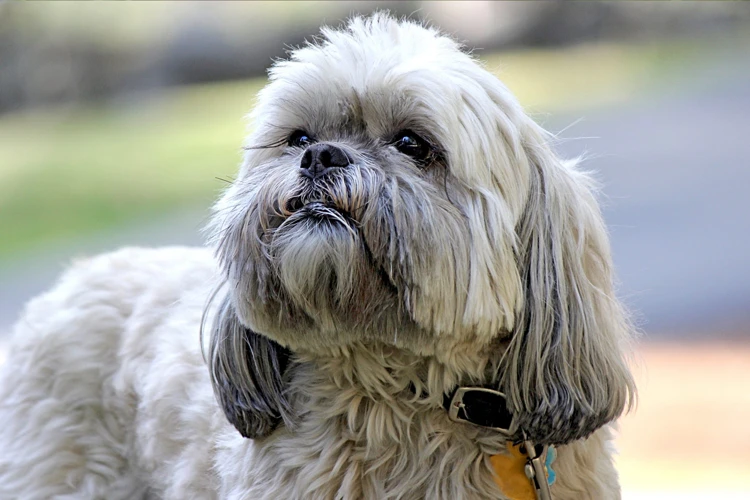 Personalities And Their Lhasa Apsos