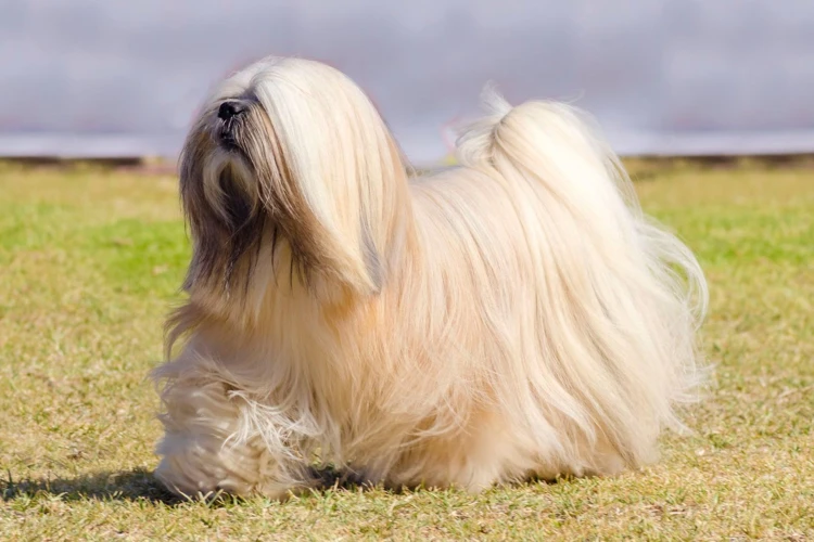 Physical Characteristics Of A Lhasa Apso