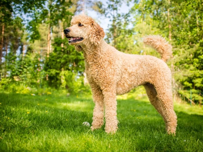 Poodle Breed History