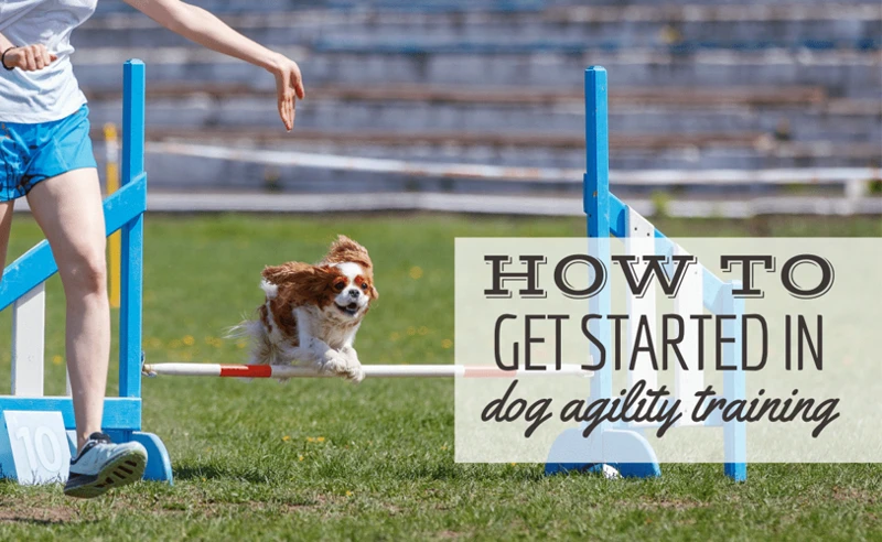 Practical Tips To Begin Agility Training
