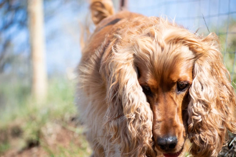 Preventing Ear Infections In American Cocker Spaniels