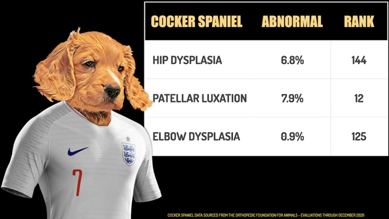 Preventing Hip Dysplasia In American Cocker Spaniels