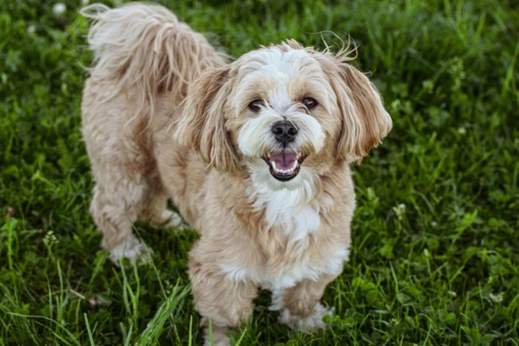 Preventing Joint And Mobility Issues In Your Lhasa Apso