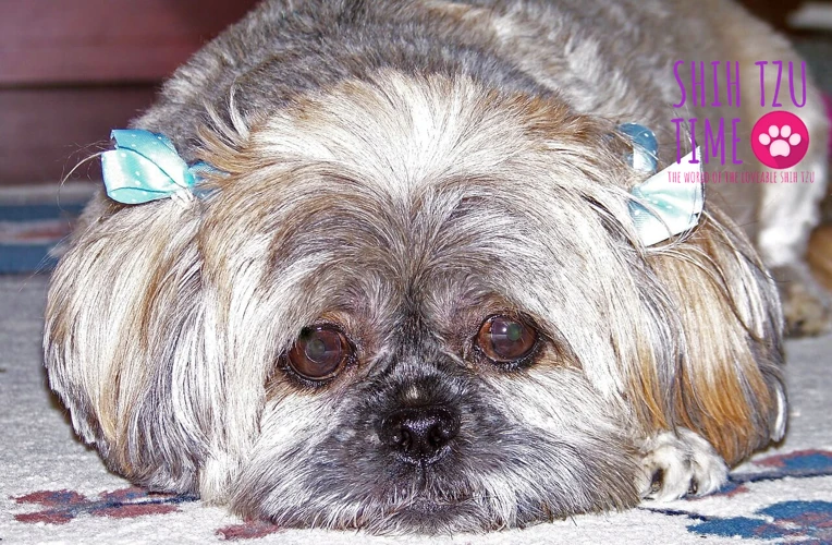 Reasons For Fear And Anxiety In Shih Tzu