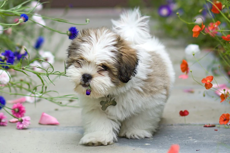 Recommended Exercise For Lhasa Apso Puppies