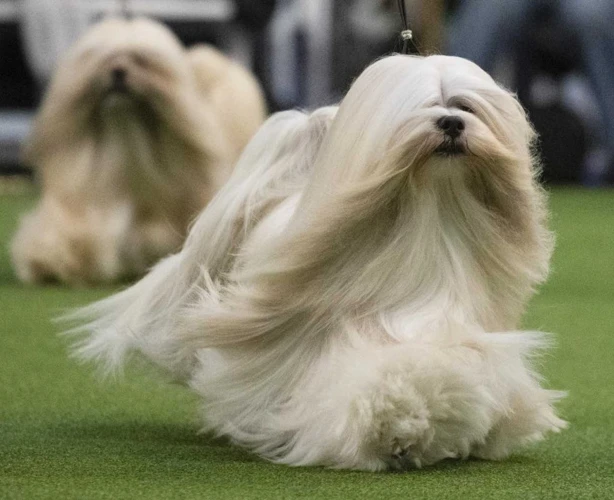 Researching A Lhasa Apso Breeder