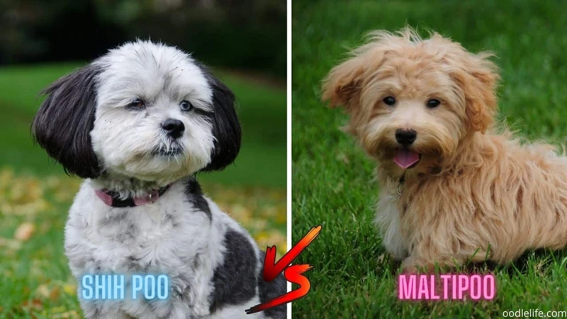 Shih Poo Vs. Other Breeds: A Comparative Look At Genetics