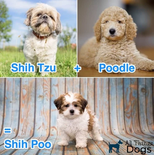 Shih Tzu And Poodle Breed Standard Comparison