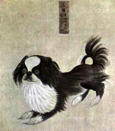 Shih Tzu In Ancient Chinese Society