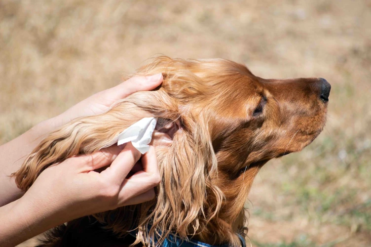 Signs And Symptoms Of Ear Infections In American Cocker Spaniels