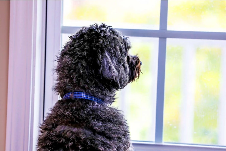 Signs And Symptoms Of Separation Anxiety In Shih Poos