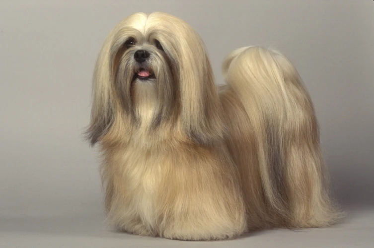 Signs Of Fearfulness In Lhasa Apso Dogs