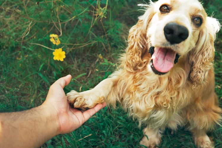 Signs Your American Cocker Spaniel Needs Dental Care