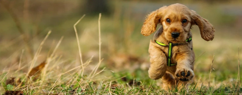 Socialization Activities And Exercises For Cocker Spaniel Puppies