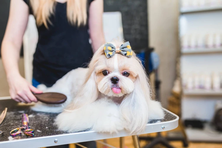 Step-By-Step Guide To Grooming A Shih Tzu With A Thick Coat