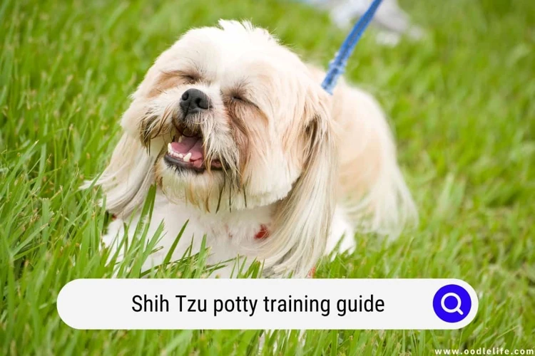 Step-By-Step Guide To Leash Training