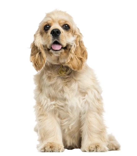 The American Cocker Spaniel In The Mid-20Th Century