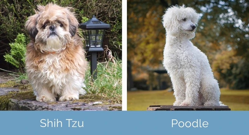 The Ancestry Of Shih Tzus
