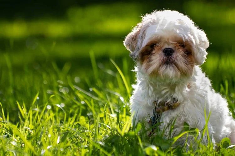 The Arrival Of Shih Poo In The U.S
