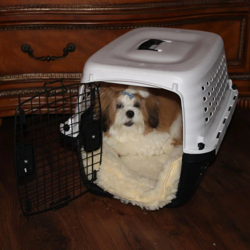 The Basics Of Crate Training For Lhasa Apsos