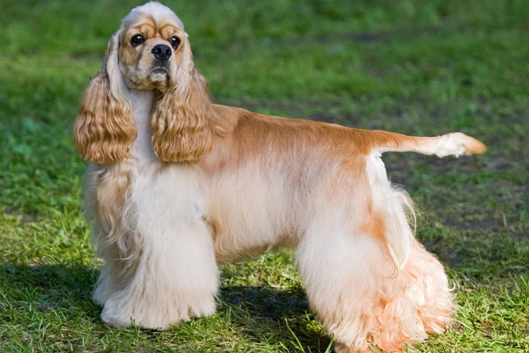 The Benefits Of Agility Training For American Cocker Spaniels