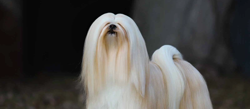 The Benefits Of Choosing A Reputable Lhasa Apso Breeder
