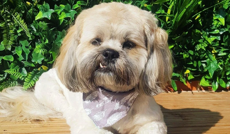The Birth Of A Growing Lhasa Apso Instagram Community