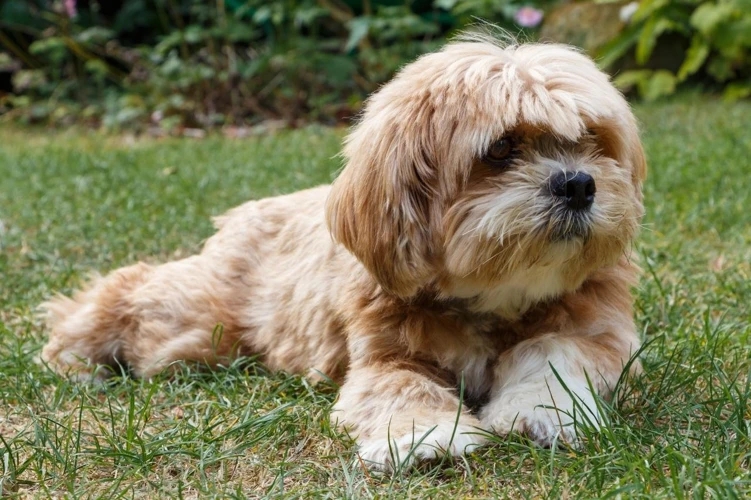The Dangers Of A Grain-Based Diet For Lhasa Apsos