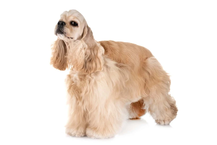 The Early Years Of The American Cocker Spaniel Breed