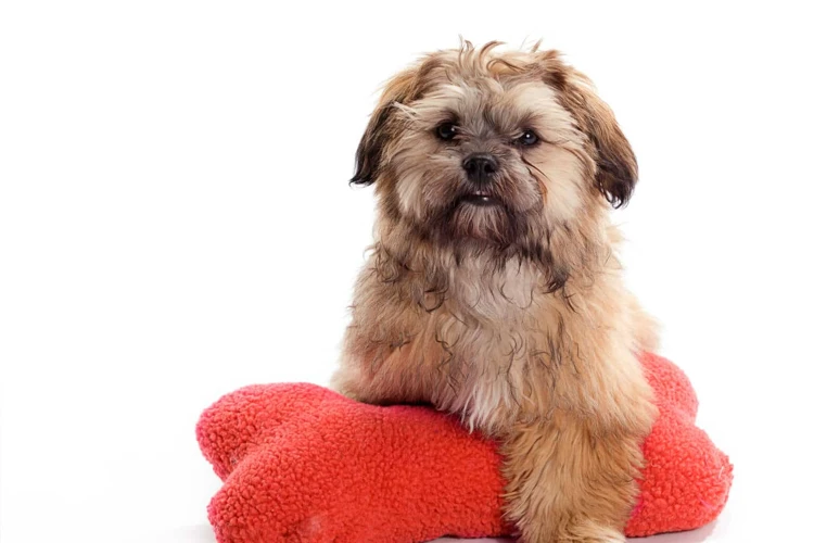 The Evolution Of The Shih Poo Breed