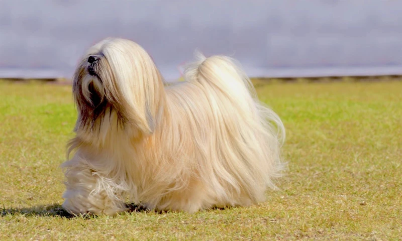 The History Of Lhasa Apso Temperament
