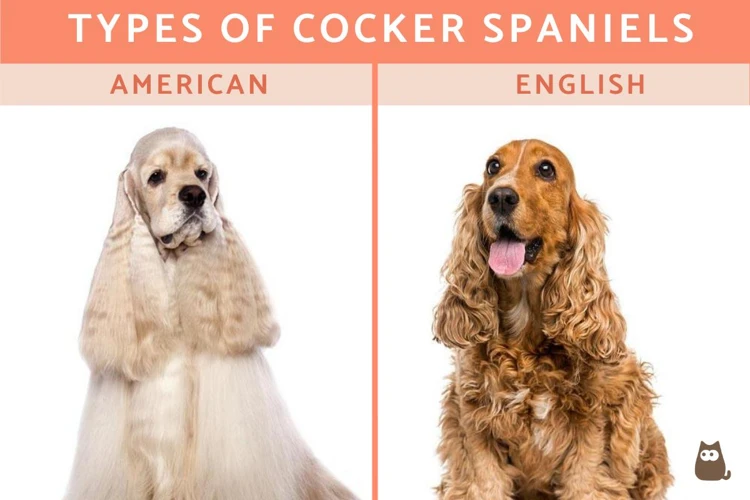 The Ideal Height And Weight Of American Cocker Spaniels