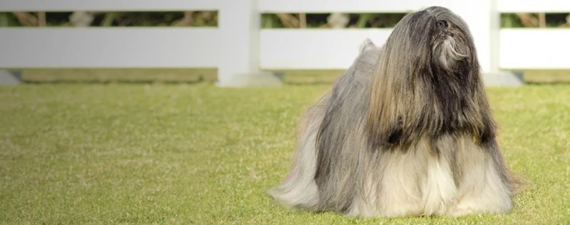 The Importance Of Exercise For Lhasa Apsos