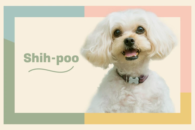 The Importance Of Exercise For Shih Poo Dogs