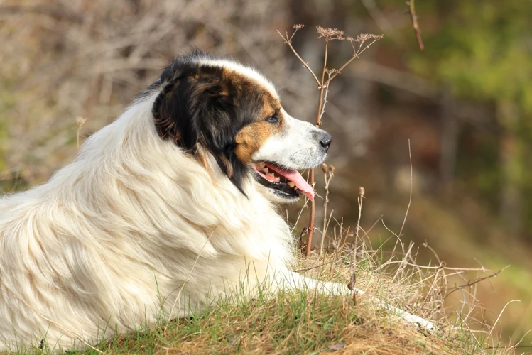 The Importance Of Mental Health For Tornjak Dogs