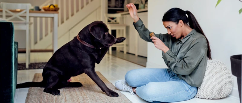 The Importance Of Rewards In Positive Reinforcement Training