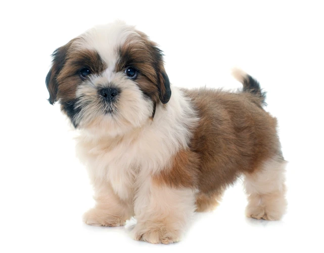 The Influence Of Shih Tzu In Modern China And Beyond