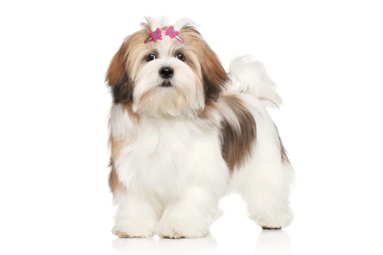 The Lhasa Apso Breed