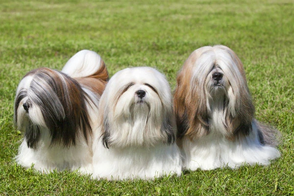 The Lhasa Apso’S Charismatic Personality